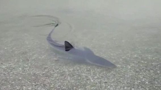 Obyvatele Mallorky vyděsil u pláže dvoumetrový žralok